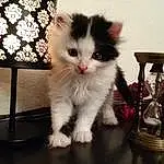Chat, Felidae, Carnivore, Small To Medium-sized Cats, Moustaches, Faon, Museau, Queue, Poil, Patte, Event, Chien de compagnie, Griffe, Foot, Domestic Short-haired Cat, Assis, Lampshade, Lamp, Art