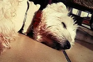 Nom West Highland White Terrier Chien Frisbee