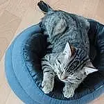 Chat, Comfort, Felidae, Carnivore, Small To Medium-sized Cats, Moustaches, Grey, Museau, Queue, Cat Supply, Poil, Domestic Short-haired Cat, Patte, Sieste, Cat Bed, Bed, Linens, Griffe, Sleep, Circle