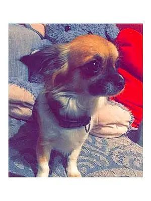 Nom Chihuahua Chien Aïka