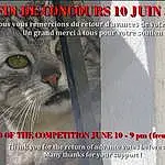 Yeux, Chat, Human Body, Felidae, Iris, Carnivore, Small To Medium-sized Cats, Moustaches, Font, Adaptation, Terrestrial Animal, Internet Meme, Légende de la photo, Domestic Short-haired Cat, Poil, Publication, Patte, Advertising