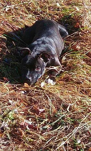 Nom Staffordshire Bull Terrier Chien Ika