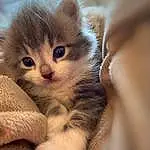 Chat, Felidae, Carnivore, Small To Medium-sized Cats, Moustaches, Comfort, Iris, Faon, Museau, Queue, Terrestrial Animal, Patte, Domestic Short-haired Cat, Griffe, Poil, Scottish Fold, British Longhair