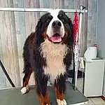 Chien, Race de chien, Carnivore, Chien de compagnie, Museau, Moustaches, Canidae, Herding Dog, Bernese Mountain Dog, Sourire, Giant Dog Breed, Poil, Working Animal, Terrestrial Animal, Working Dog, Door, Animal Shelter, Ancient Dog Breeds