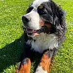 Chien, Race de chien, Carnivore, Plante, Herbe, Chien de compagnie, Collar, Museau, Queue, Pet Supply, Working Animal, Canidae, Terrestrial Animal, Poil, Bernese Mountain Dog, Working Dog, Dog Supply, Patte