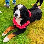 Chien, Race de chien, Carnivore, Herbe, Chien de compagnie, Dog Supply, Herding Dog, Pelouse, Collar, Bernese Mountain Dog, Queue, Canidae, Working Dog, Leash, Leisure, Plante, Poil, Obedience Training