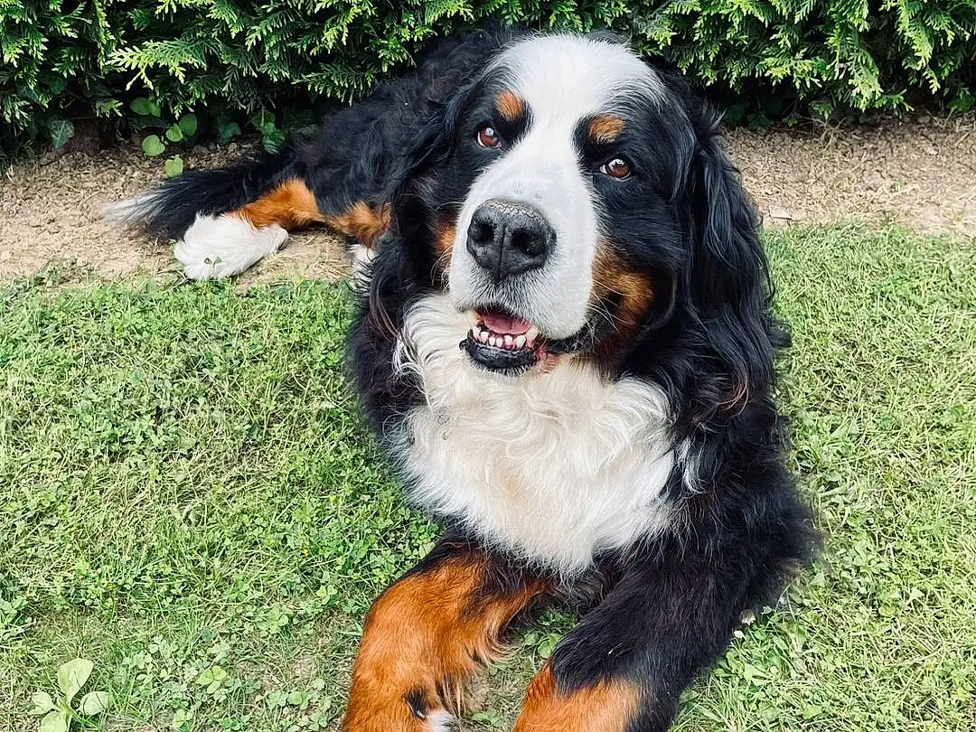 Chien, Carnivore, Race de chien, Herbe, Plante, Bernese Mountain Dog, Chien de compagnie, Museau, Terrestrial Animal, Canidae, Working Dog, Giant Dog Breed