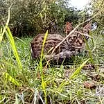 Chat, Felidae, Chat sauvage, Small To Medium-sized Cats, Terrestrial Animal, Herbe, Carnivore, Bengal, Plant Community, Arbre, Plante, Moustaches, Chat tigrÃ©, Domestic Short-haired Cat, European Shorthair