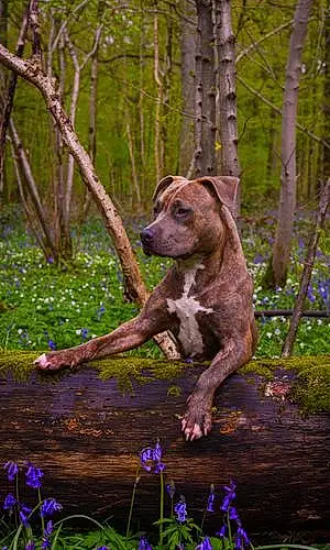 Nom American Staffordshire Terrier Chien June