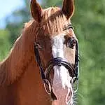 Cheval, Halter, Bridle, Horse Tack, Mane, Museau, Mustang Horse, Sorrel, Rein, Mare, Stallion, Bit, Liver, Horse Supplies, Horse Harness, Livestock, Pack Animal
