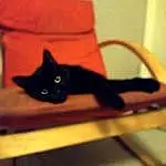 Chat, Felidae, Carnivore, Small To Medium-sized Cats, FenÃªtre, Bois, Bombay, Moustaches, Comfort, Tints And Shades, Chats noirs, Museau, Queue, Plante, Chair, Domestic Short-haired Cat, Table, Room