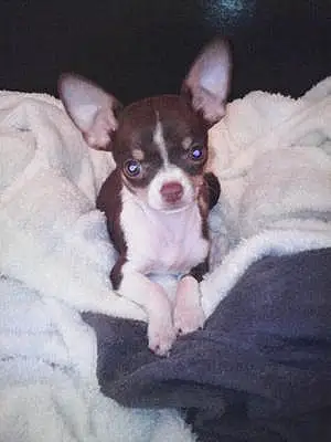 Nom Chihuahua Chien Joko