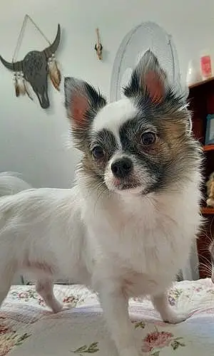 Nom Chihuahua Chien Oslo