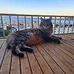 Ciel, Chat, Plante, Felidae, Bois, Carnivore, Small To Medium-sized Cats, Moustaches, Queue, Roof, Hardwood, Domestic Short-haired Cat, Herbe, Metal, Assis, Ocean, Poil, Horizon, Handrail