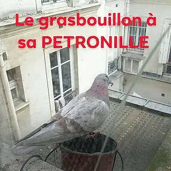 Grasbouillon