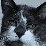 Chat, Yeux, Carnivore, Iris, Moustaches, Felidae, Museau, Small To Medium-sized Cats, Oreille, Poil, Domestic Short-haired Cat, Fenêtre, Terrestrial Animal, Chats noirs, Noir & Blanc