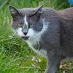 Chat, Plante, Carnivore, Felidae, Herbe, Small To Medium-sized Cats, Moustaches, Arbre, Groundcover, Queue, Domestic Short-haired Cat, Poil, Hierochloe, Terrestrial Animal, Grassland, Porch, Sedge Family, Herb, Pasture