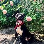 Chien, Canidae, Race de chien, Carnivore, American Staffordshire Terrier, Fleur, Plante, Non-sporting Group, Adventure, Pit Bull, Faon, American Pit Bull Terrier