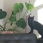 Chat, Fleur, Plante, Houseplant, Chats noirs, Small To Medium-sized Cats, Felidae, Herbaceous Plant, Moustaches