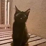 Chat, Small To Medium-sized Cats, Felidae, Chats noirs, Moustaches, Carnivore, Chatons, Nebelung, Maine Coon, Asiatique, Queue, Domestic Short-haired Cat, Domestic Long-haired Cat, Ojos Azules, Korat, Stairs, Angora turc, Faon