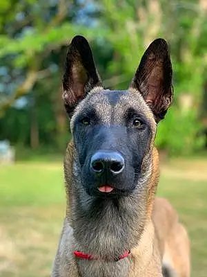 Nom Berger Malinois Chien Poly
