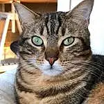 Chat, Small To Medium-sized Cats, Moustaches, Felidae, Chat tigré, European Shorthair, Domestic Short-haired Cat, Carnivore, Dragon Li, American Shorthair, Asiatique, American Wirehair, Chat de l’Egée, Californian Spangled, Pixie-bob, Yeux, Toyger, Museau