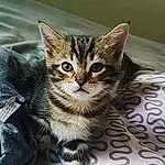 Chat, Small To Medium-sized Cats, Felidae, Moustaches, Chat tigré, Carnivore, American Shorthair, Chatons, European Shorthair, Domestic Short-haired Cat, Dragon Li, Asiatique, American Wirehair, Pixie-bob, American Bobtail, Egyptian Mau, Maine Coon, Californian Spangled