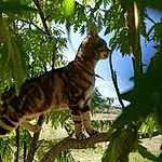 Chat, Felidae, Small To Medium-sized Cats, Arbre, Toyger, Chat tigré, Carnivore, Bengal, Moustaches, Leaf, Botany, Branch, Sokoke, Ocicat, European Shorthair, Queue, Sunlight, Plante, Herbe