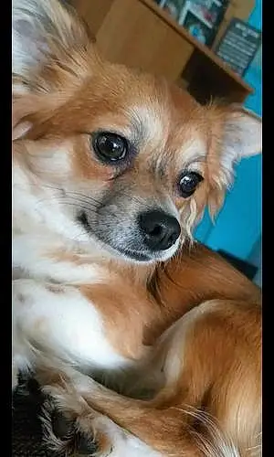Nom Chihuahua Chien Gadjo