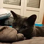 Chat, Yeux, Comfort, Carnivore, Felidae, Oreille, Grey, Small To Medium-sized Cats, Door, Moustaches, Museau, Domestic Short-haired Cat, Poil, Cat Supply, Room, Queue, FenÃªtre, Sieste, Cat Bed, Linens