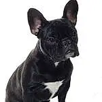 Chien, Bulldog, Carnivore, Race de chien, Faon, Chien de compagnie, Museau, Moustaches, Toy Dog, Working Animal, Bouledogue, Terrestrial Animal, Canidae, Boston Terrier, Dog Collar, Chiots, Non-sporting Group, Queue, Ancient Dog Breeds