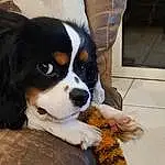 Chien, Carnivore, Race de chien, Chien de compagnie, Working Animal, Toy Dog, Door, Canidae, Poil, Cavalier King Charles Spaniel, Moustaches, Terrestrial Animal, Working Dog, Chiots, Chair