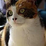 Chat, Small To Medium-sized Cats, Moustaches, Felidae, Carnivore, Chat de lâ€™EgÃ©e, American Wirehair, Yeux, Museau, Poil, Chatons, Domestic Short-haired Cat, European Shorthair