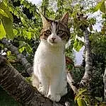 Chat, Felidae, Leaf, Carnivore, Plante, Botany, Arbre, Branch, Small To Medium-sized Cats, Moustaches, Faon, Twig, Trunk, Museau, Queue, Ciel, Herbe, Poil, Domestic Short-haired Cat