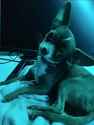 Nom Chihuahua Chien Kiba