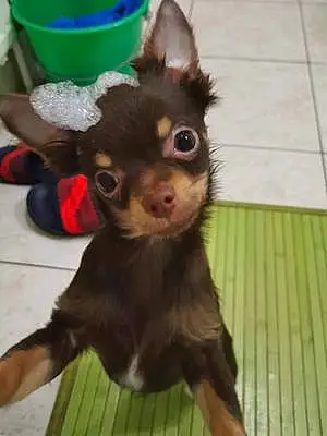Nom Chihuahua Chien Bueno