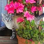 Fleur, Chat, Plante, Felidae, Small To Medium-sized Cats, Rose, Shrub, Azalea, Flowerpot, Bougainvillea, Flowering Plant, Houseplant, Spring, Woody Plant, Rhododendron, Annual Plant, European Shorthair, Herbaceous Plant, Carnivore, NorvÃ©gien