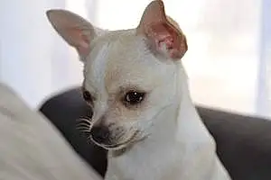 Nom Chihuahua Chien Toy