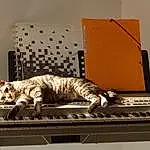 Chat, Musical Instrument, Keyboard, Piano, Musical Keyboard, Musical Instrument Accessory, Carnivore, Electronic Musical Instrument, Felidae, Digital Piano, Small To Medium-sized Cats, Moustaches, Music, Electric Piano, Electronic Keyboard, Domestic Short-haired Cat, Electronic Instrument, Entertainment, Synthesizer, Bois