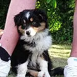 Chien, Plante, Carnivore, Race de chien, Chien de compagnie, Bernese Mountain Dog, Museau, Herbe, Sports Equipment, Toy Dog, Canidae, Poil, Moustaches, Foot, Terrestrial Animal, Herding Dog, Human Leg, Working Dog, Working Animal