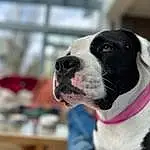 Chien, Carnivore, Collar, Race de chien, Faon, Dog Collar, Chien de compagnie, Museau, Working Animal, Moustaches, Leash, Poil, Working Dog, Hiver, Chiots, Non-sporting Group, Boston Terrier
