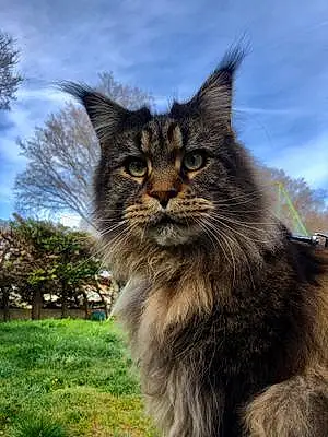 Maine Coon Chat Lotus