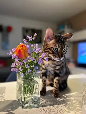 Fleur Bengal Chat Sherlock