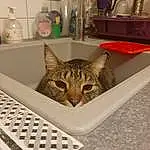 Chat, Sink, Tap, Plumbing Fixture, Felidae, Carnivore, Kitchen, Kitchen Sink, Small To Medium-sized Cats, Moustaches, Kitchen Appliance, Countertop, Room, Queue, Pet Supply, Houseplant, Poil, Domestic Short-haired Cat, Metal