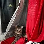 Chat, Felidae, Carnivore, Comfort, Small To Medium-sized Cats, Vrouumm, Moustaches, Vehicle, Poil, Domestic Short-haired Cat, Linens, Carmine, Magenta, Queue, Bag, Automotive Exterior, Room