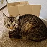 Chat, Shipping Box, Felidae, Carnivore, Grey, Small To Medium-sized Cats, Package Delivery, Packing Materials, Moustaches, Carton, Packaging And Labeling, Box, Museau, Comfort, Cardboard, Bois, Domestic Short-haired Cat, Poil, Queue, Paper Product