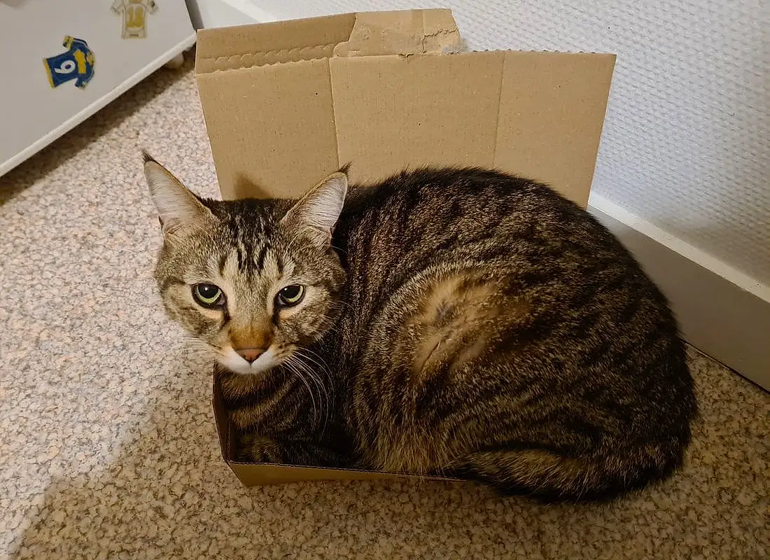 Chat, Shipping Box, Felidae, Carnivore, Grey, Small To Medium-sized Cats, Package Delivery, Packing Materials, Moustaches, Carton, Packaging And Labeling, Box, Museau, Comfort, Cardboard, Bois, Domestic Short-haired Cat, Poil, Queue, Paper Product