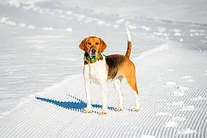 Beagle-harrier Chien Roxy