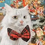 Chat, Felidae, Carnivore, Small To Medium-sized Cats, Bow Tie, Moustaches, Creative Arts, Christmas Tree, Plante, Event, Museau, Poil, Christmas Decoration, Holiday, Pattern, Art, Fashion Accessory, Collar, Happy, NoÃ«l