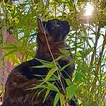 Plante, Felidae, Branch, Trunk, Vegetation, Bois, Sculpture, Herbe, Twig, Carnivore, Small To Medium-sized Cats, Faon, Chat, Terrestrial Animal, Tints And Shades, Queue, Moustaches, Art, Arbre, Shadow